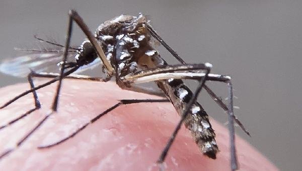 CASOS DE DENGUE AUMENTAM MAIS DE 60% NA BAHIA NOS PRIMEIROS MESES DE 2023