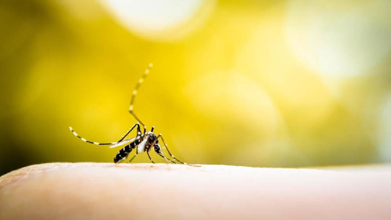 AÇÕES SÃO INTENSIFICADAS  PARA O CONTROLE DA DENGUE EM ILHÉUS