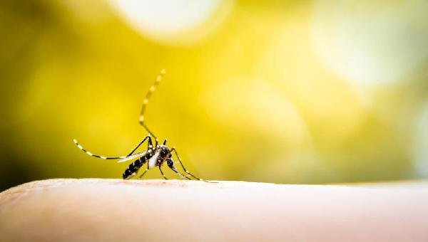 AÇÕES SÃO INTENSIFICADAS  PARA O CONTROLE DA DENGUE EM ILHÉUS