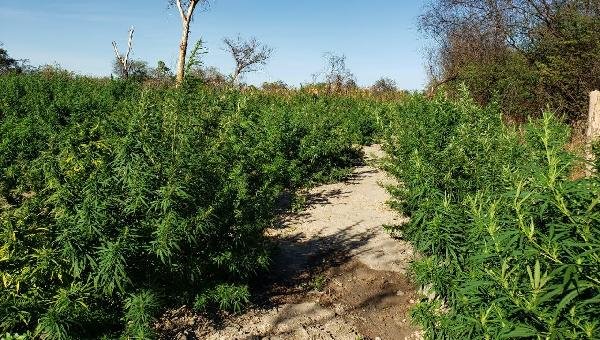 ROÇA COM MAIS DE 30 MIL PÉS DE MACONHA ERRADICADA EM COTEGIPE