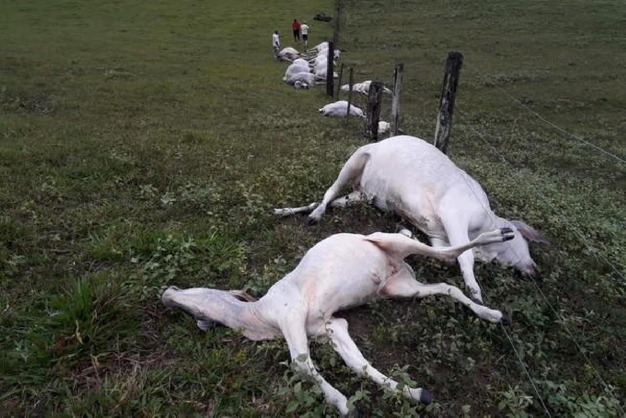 RAIO ATINGE FAZENDA E MATA DEZESSEIS ANIMAIS NO SUL DA BAHIA