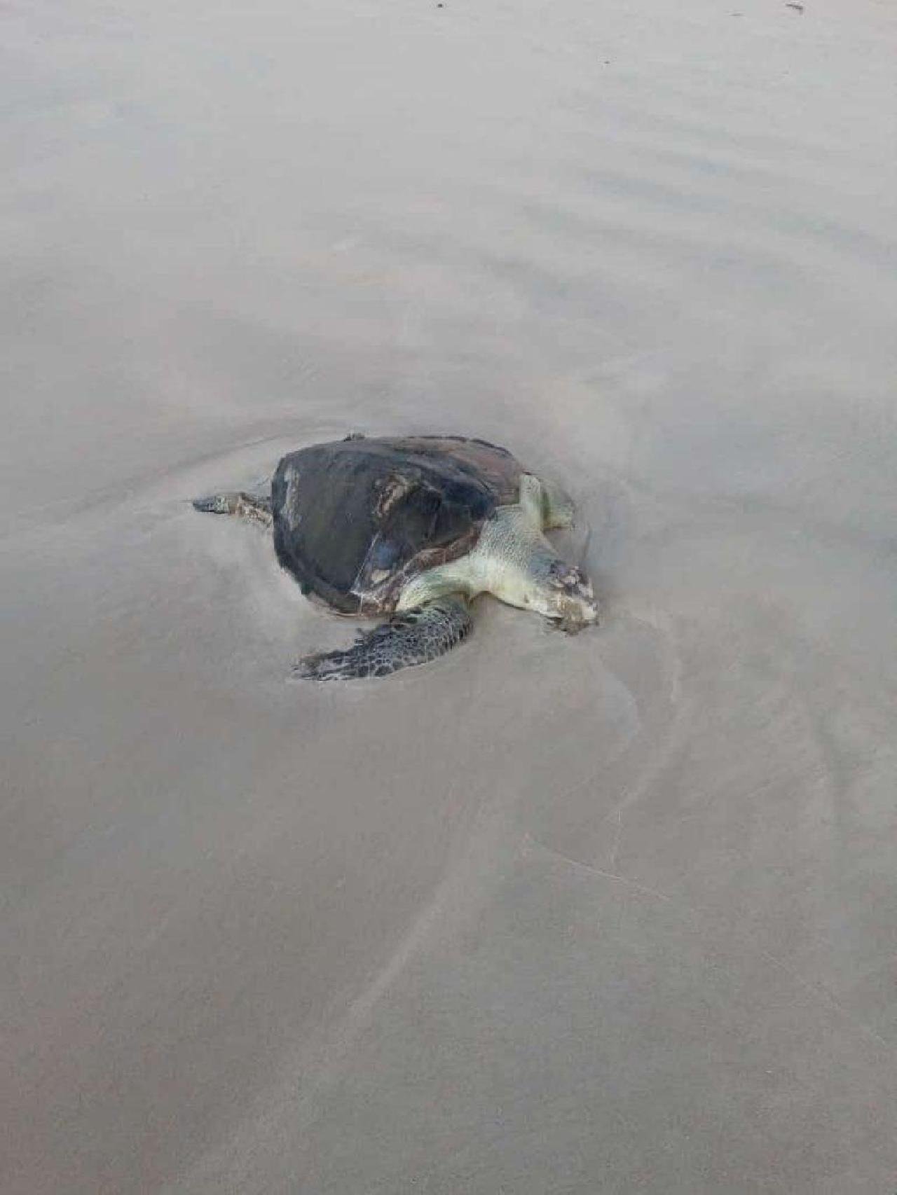 TARTARUGA OLIVA FOI ENCONTRADA MORTA NA PRAIA DA AVENIDA