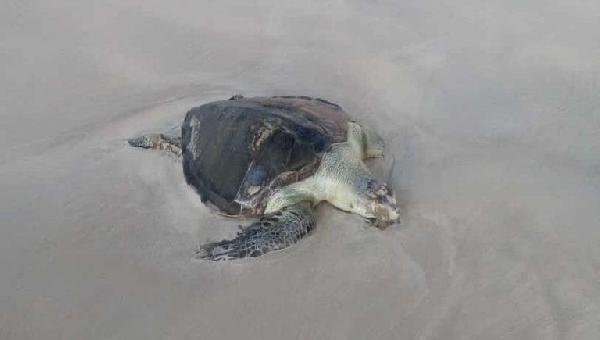 TARTARUGA OLIVA FOI ENCONTRADA MORTA NA PRAIA DA AVENIDA