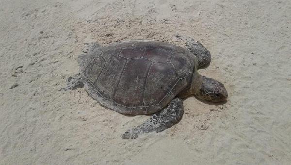 MAIS DE 130 TARTARUGAS FORAM ENCONTRADAS MORTAS NO LITORAL SUL DA BA EM 2020; NÚMERO É 12% MAIOR QUE O ANO PASSADO