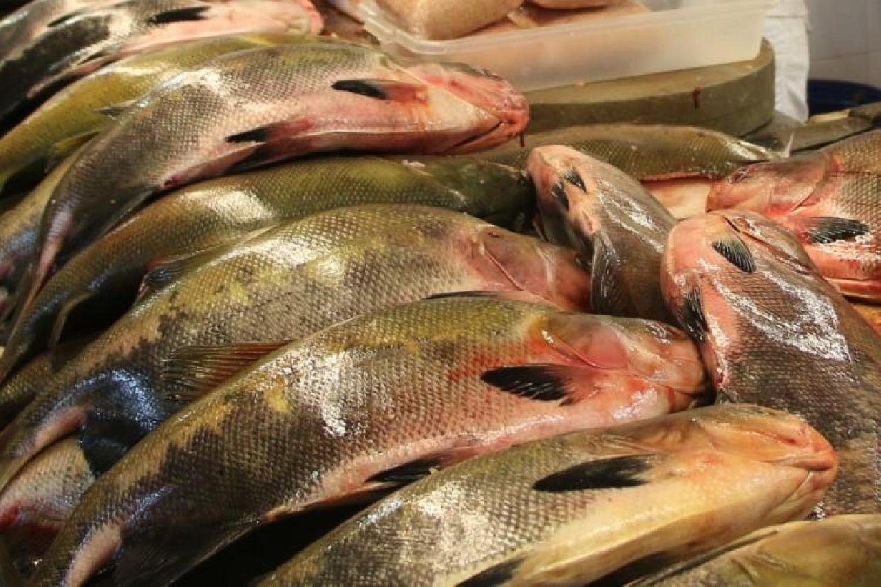 BAHIA PESCA INICIA COLETA DE PESCADO PARA ANÁLISE QUÍMICA