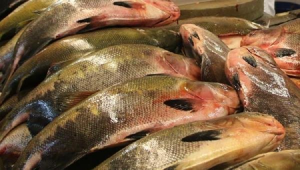 BAHIA PESCA INICIA COLETA DE PESCADO PARA ANÁLISE QUÍMICA