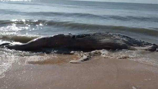 BALEIA JUBARTE ENCALHA NO SUL DA BAHIA 