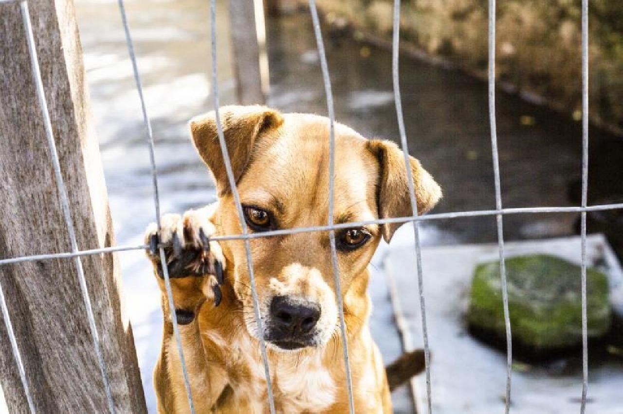 ILHÉUS: ONG PROMOVE FEIRA DE ADOÇÃO DE CÃES E GATOS NO DIA 16