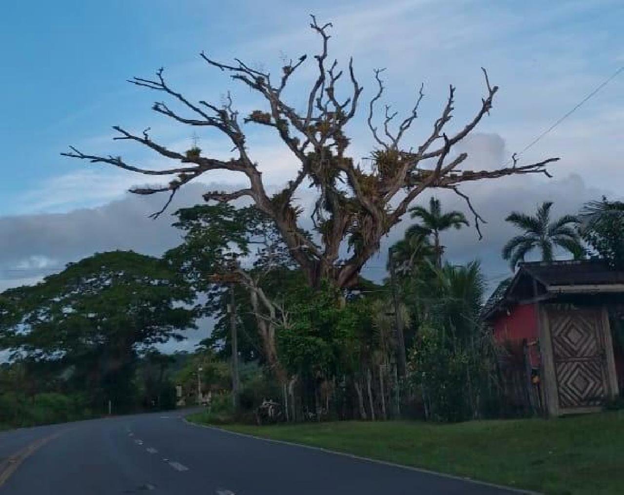 ÁRVORES MORTAS NA BR-415 PREOCUPAM MOTORISTAS: RISCO IMINENTE E COBRANÇA POR AÇÃO