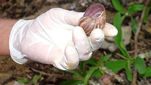 CENTRO DE CONTROLE DE ZOONOSES INICIA ISCAGEM DE RATOS E CARAMUJOS