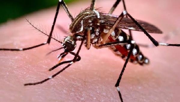 INSETICIDA NATURAL DESENVOLVIDO NA BAHIA PROMETE EFICÁCIA CONTRA O AEDES AEGYPTI