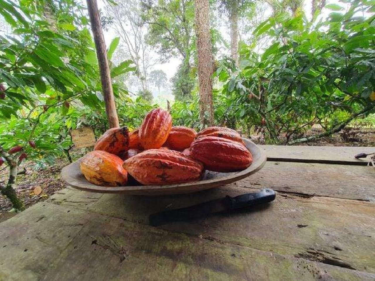 NOVO CICLO DO CACAU NA BAHIA: SEM CORONÉIS E COM MUITO MAIS SABORES