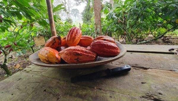 NOVO CICLO DO CACAU NA BAHIA: SEM CORONÉIS E COM MUITO MAIS SABORES