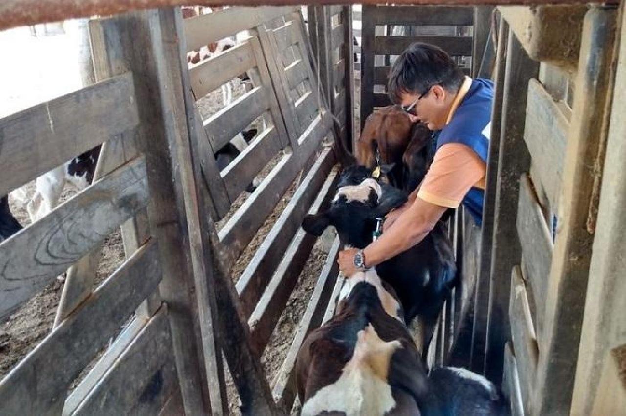 SEGUNDA ETAPA DA VACINAÇÃO CONTRA A FEBRE AFTOSA COMEÇA NA SEGUNDA-FEIRA