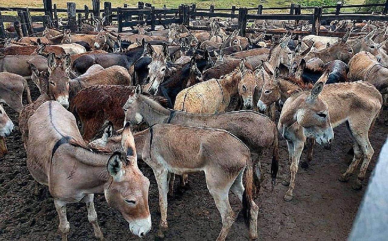 ADAB REGULAMENTA PROCEDIMENTOS PARA ABATE DE JUMENTOS NA BAHIA