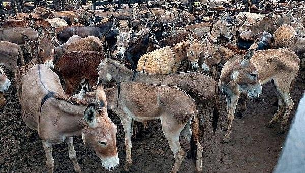 ADAB REGULAMENTA PROCEDIMENTOS PARA ABATE DE JUMENTOS NA BAHIA