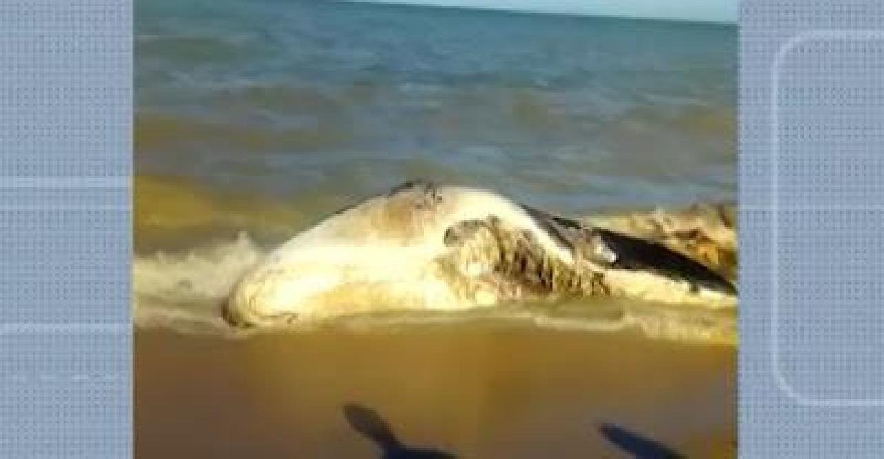 BALEIA É ENCONTRADA MORTA EM PRAIA DE ALCOBAÇA